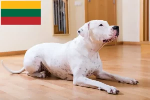 Lire la suite à propos de l’article Dogo Argentino éleveurs et chiots en Lituanie