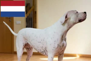 Lire la suite à propos de l’article Dogo Argentino éleveurs et chiots aux Pays-Bas