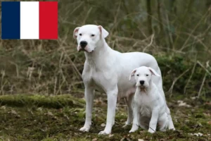 Lire la suite à propos de l’article Éleveurs de Dogo Argentino et chiots à la Réunion