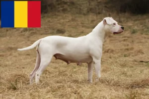 Lire la suite à propos de l’article Dogo Argentino éleveurs et chiots en Roumanie