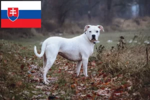 Lire la suite à propos de l’article Dogo Argentino éleveurs et chiots en Slovaquie