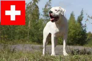 Lire la suite à propos de l’article Dogo Argentino éleveurs et chiots en Suisse