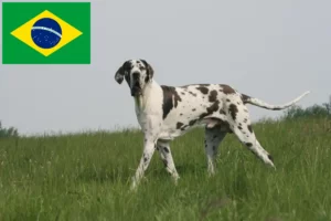 Lire la suite à propos de l’article Éleveurs de dogues allemands et chiots au Brésil