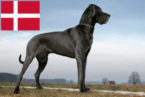 Lire la suite à propos de l’article Dogue allemand éleveur et chiots au Danemark