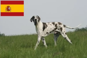 Lire la suite à propos de l’article Éleveurs de dogues allemands et chiots en Espagne