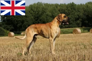Lire la suite à propos de l’article Éleveurs de dogues allemands et chiots au Royaume-Uni