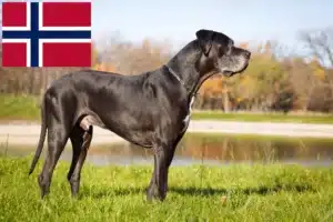 Lire la suite à propos de l’article Éleveurs de dogues allemands et chiots en Norvège