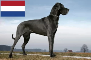 Lire la suite à propos de l’article Éleveurs de dogues allemands et chiots aux Pays-Bas