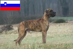 Lire la suite à propos de l’article Éleveurs de dogues allemands et chiots en Slovénie