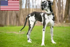 Lire la suite à propos de l’article Éleveurs de dogues allemands et chiots aux États-Unis