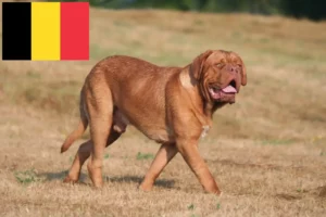 Lire la suite à propos de l’article Éleveurs de dogues de Bordeaux et chiots en Belgique