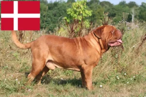 Lire la suite à propos de l’article Éleveurs de dogues de Bordeaux et chiots au Danemark