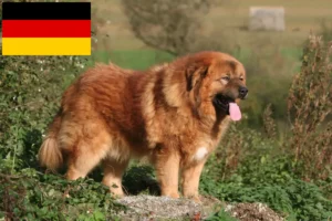 Lire la suite à propos de l’article Éleveurs de dogues du Tibet et chiots en Allemagne