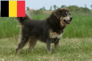 Lire la suite à propos de l’article Éleveurs de dogues du Tibet et chiots en Belgique