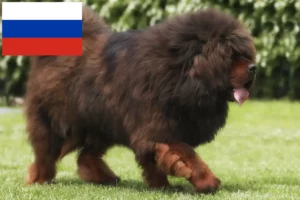 Lire la suite à propos de l’article Éleveurs de dogues du Tibet et chiots en Russie