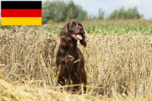 Lire la suite à propos de l’article Éleveurs et chiots à poil long allemands en Allemagne