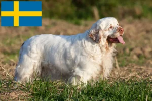 Lire la suite à propos de l’article Éleveurs de Clumber Spaniel et chiots en Suède