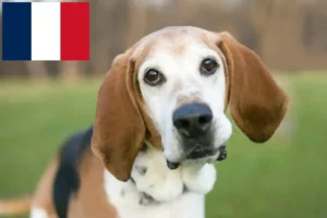 Lire la suite à propos de l’article Éleveurs de Foxhounds anglais et chiots en France