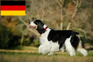 Lire la suite à propos de l’article Éleveurs d’English Springer Spaniel et chiots en Allemagne