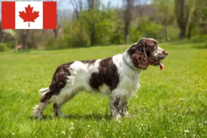 Lire la suite à propos de l’article Éleveurs d’English Springer Spaniel et chiots au Canada