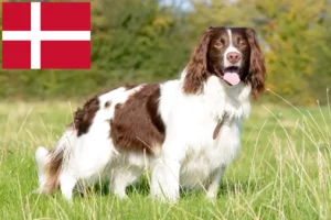 Lire la suite à propos de l’article Éleveurs d’English Springer Spaniel et chiots au Danemark