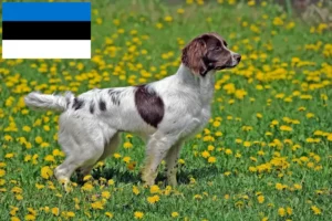 Lire la suite à propos de l’article Éleveurs d’English Springer Spaniel et chiots en Estonie