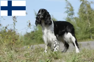 Lire la suite à propos de l’article Éleveurs d’English Springer Spaniel et chiots en Finlande