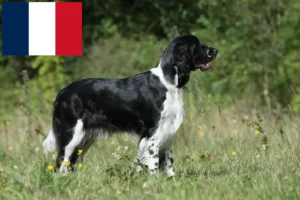 Lire la suite à propos de l’article Éleveurs d’English Springer Spaniel et chiots en France