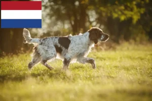 Lire la suite à propos de l’article Éleveurs d’English Springer Spaniel et chiots aux Pays-Bas