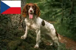 Lire la suite à propos de l’article Éleveurs d’English Springer Spaniel et chiots en République tchèque