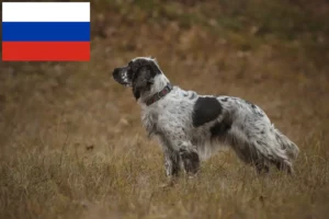 Lire la suite à propos de l’article Éleveurs d’English Springer Spaniel et chiots en Russie