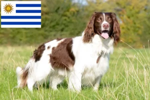 Lire la suite à propos de l’article Éleveurs d’English Springer Spaniel et chiots en Uruguay