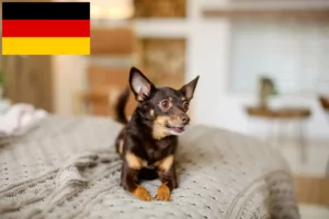 Lire la suite à propos de l’article Éleveurs de English Toy Terrier et chiots en Allemagne