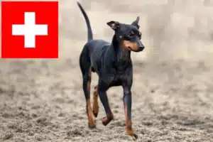 Lire la suite à propos de l’article Eleveurs de English Toy Terrier et chiots en Suisse