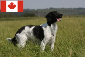 Lire la suite à propos de l’article Éleveurs d’Epagneul Breton et chiots au Canada