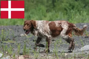 Lire la suite à propos de l’article Éleveurs d’Epagneul Breton et chiots au Danemark