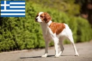 Lire la suite à propos de l’article Éleveurs d’Epagneul Breton et chiots en Grèce