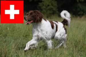 Lire la suite à propos de l’article Éleveurs d’Epagneul Breton et chiots en Suisse