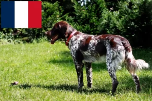 Lire la suite à propos de l’article Épagneul français Éleveurs et chiots en France