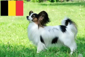 Lire la suite à propos de l’article Éleveurs d’épagneuls nains continentaux et chiots en Belgique