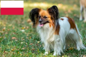 Lire la suite à propos de l’article Éleveurs d’épagneuls nains continentaux et chiots en Pologne