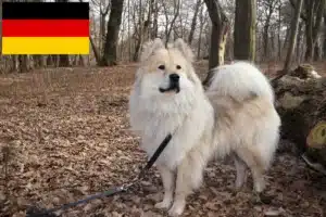 Lire la suite à propos de l’article Éleveurs d’Eurasiers et chiots en Allemagne