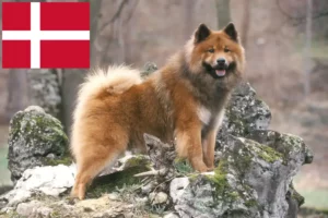 Lire la suite à propos de l’article Éleveurs d’Eurasiers et chiots au Danemark