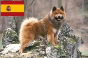 Lire la suite à propos de l’article Éleveurs d’Eurasiers et chiots en Espagne