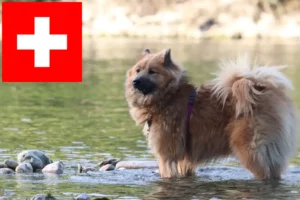 Lire la suite à propos de l’article Éleveurs d’Eurasiers et chiots en Suisse