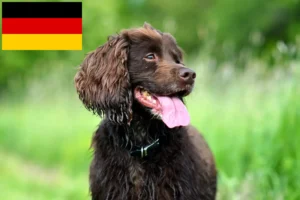 Lire la suite à propos de l’article Éleveurs de Field Spaniel et chiots en Allemagne