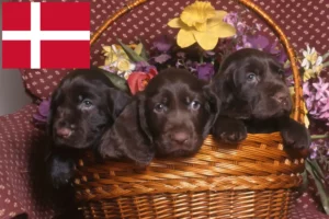 Lire la suite à propos de l’article Éleveurs de Field Spaniel et chiots au Danemark