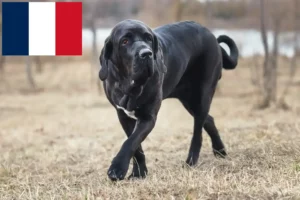 Lire la suite à propos de l’article Éleveurs de Fila Brasileiro et chiots en France