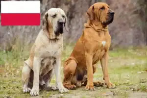 Lire la suite à propos de l’article Éleveurs de Fila Brasileiro et chiots en Pologne