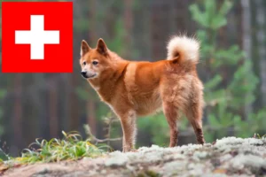 Lire la suite à propos de l’article Finnenspitz Éleveurs et chiots en Suisse